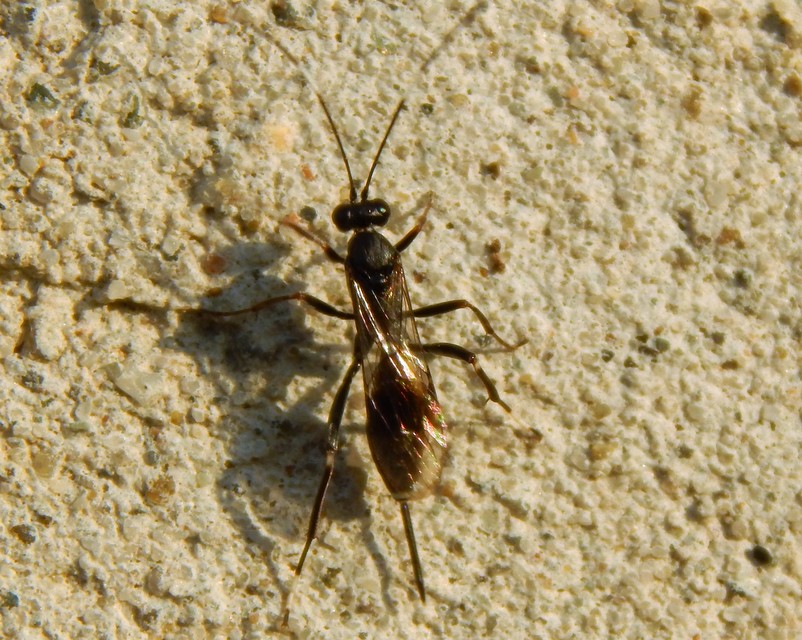 Cryptinae