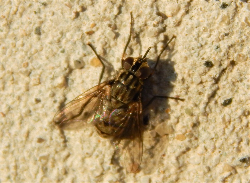 Stomoxys calcitrans - szuronyos istállólégy