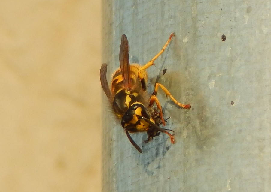 Vespula germanica - német darázs