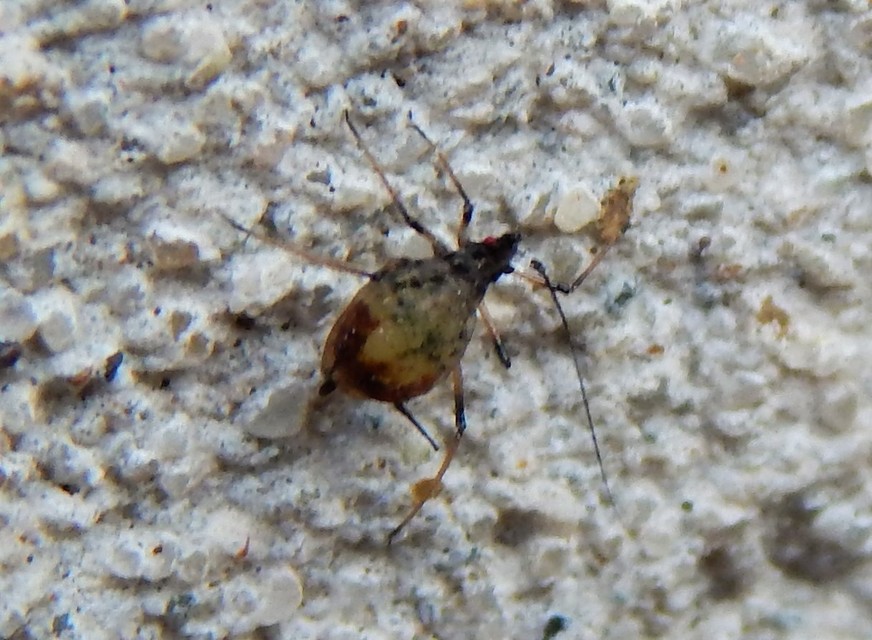 Aphididae - valódi levéltetvek