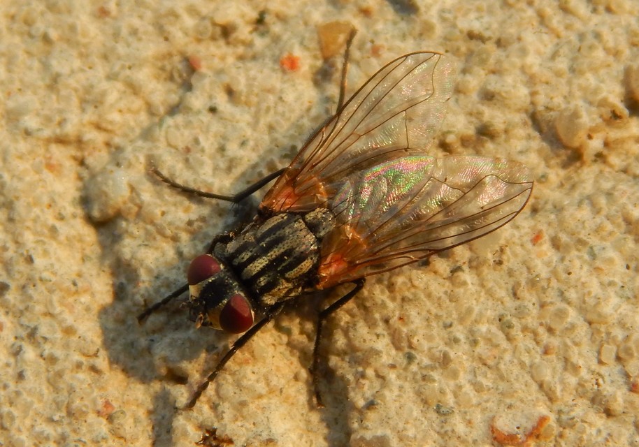 Musca domestica - házi légy