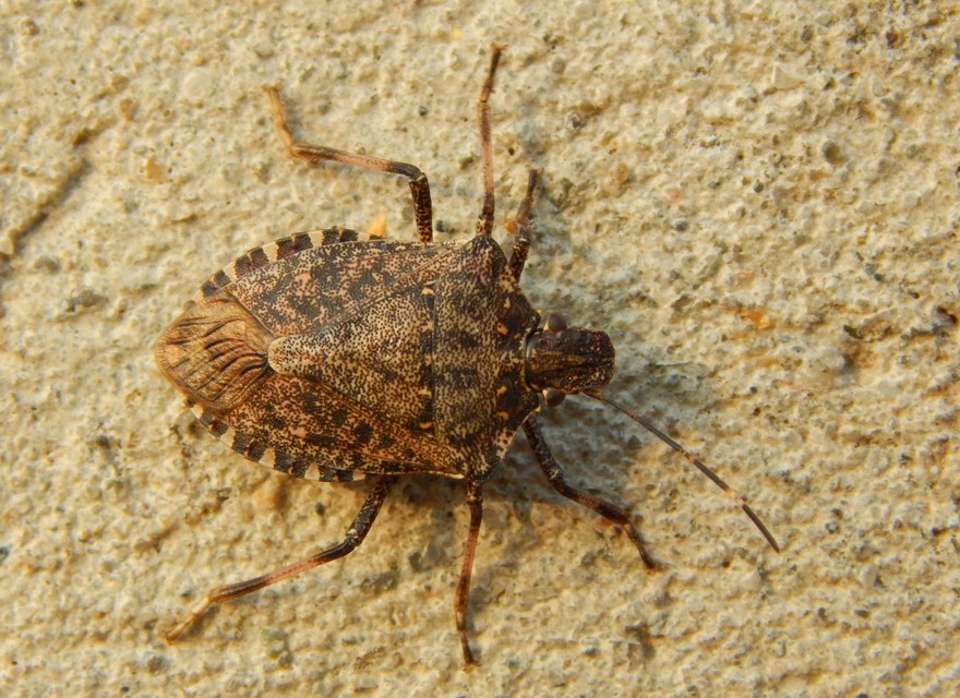 Halyomorpha halys - ázsiai márványospoloska