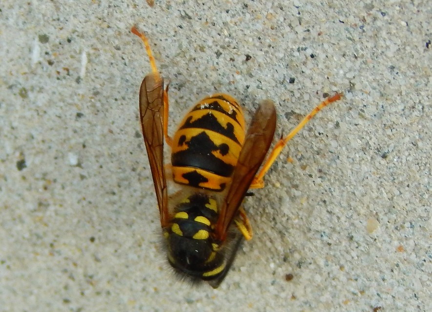 Vespula germanica - német darázs
