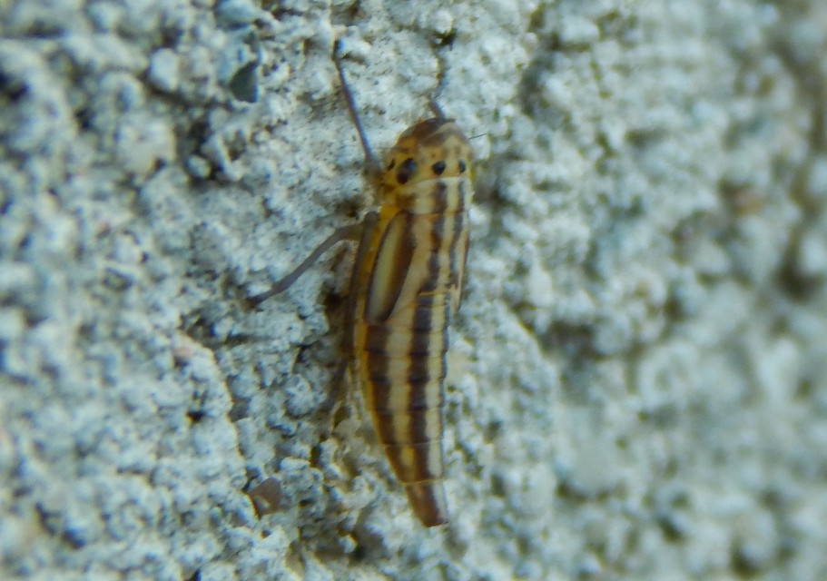 Cicadella viridis - méregzöld kabóca
