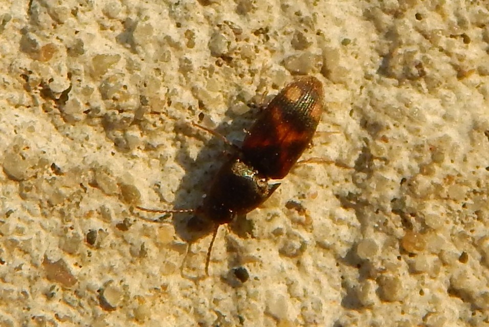 Drasterius bimaculatus - változékony pattanó