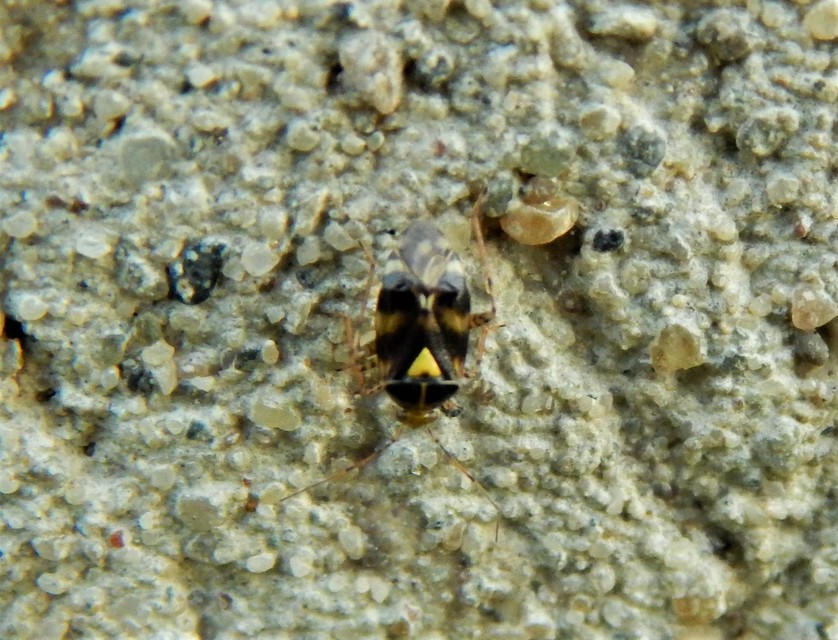 Liocoris tripustulatus - hárompettyes mezeipoloska