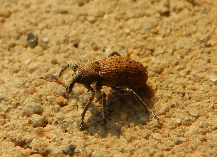 Hypera diversipunctata - nyúlánk pikkelyesormámyos
