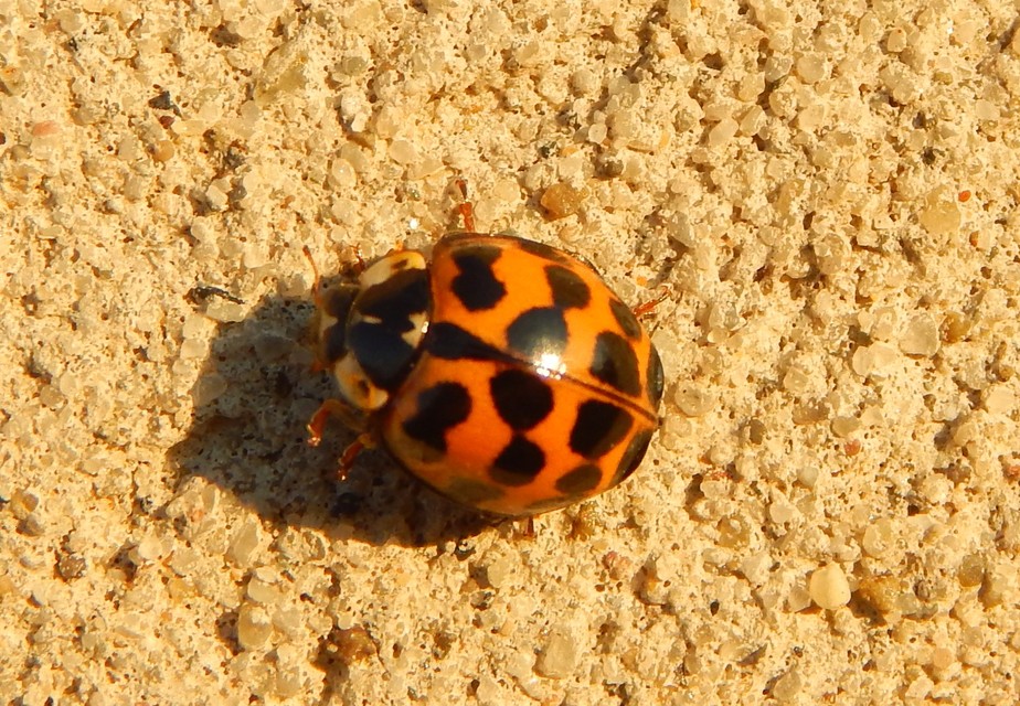 Harmonia axyridis - harlekinkatica