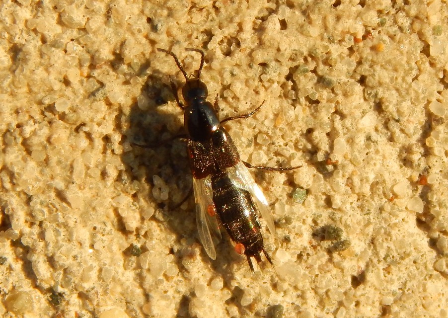 Philonthus concinnus - közönséges ganajholyva