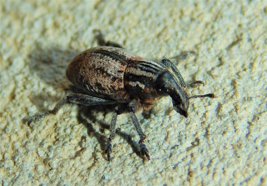 Pseudocleonus cinereus - hamvas barkó