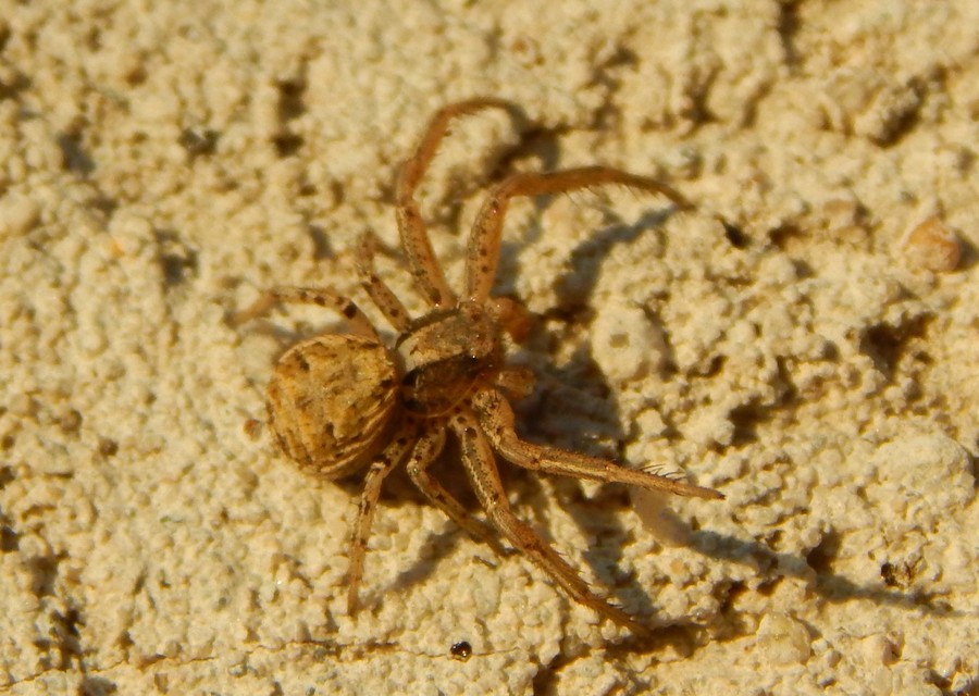 Xysticus