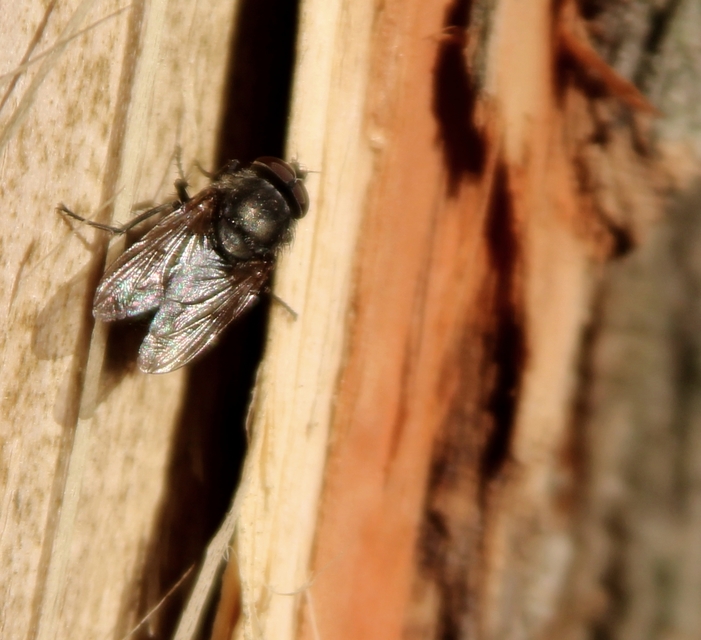 Pollenia