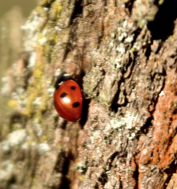 Coccinella septempunctata - hétpettyes katica