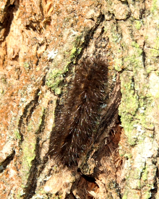Spilosoma