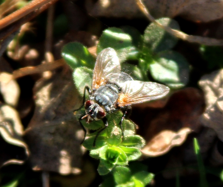 Tachinidae - fürkészlegyek