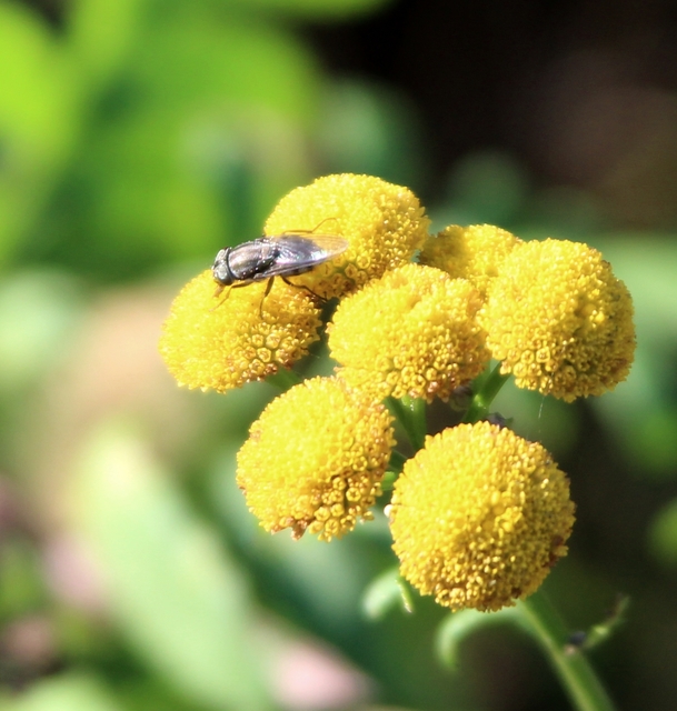 Stomorhina lunata - sáskaparazita légy