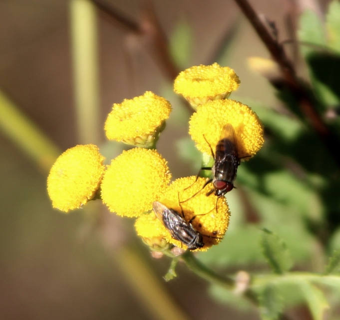 Stomorhina lunata - sáskaparazita légy