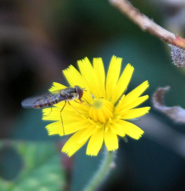 Episyrphus balteatus - ékfoltos zengőlégy