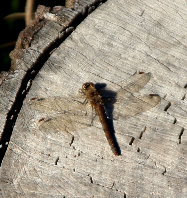 Sympetrum striolatum - harántsávos katona-szitakötő