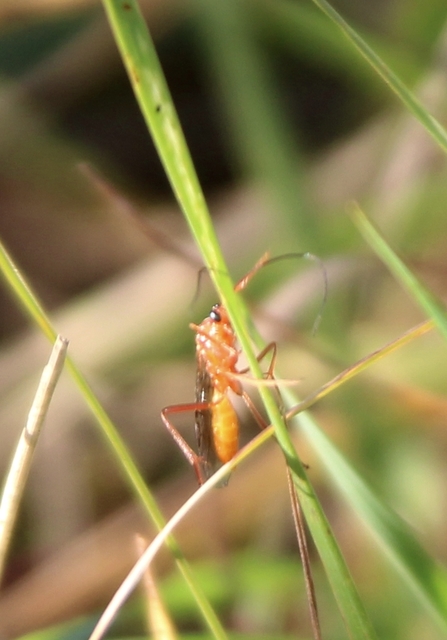 Braconidae - gyilkosfürkészek