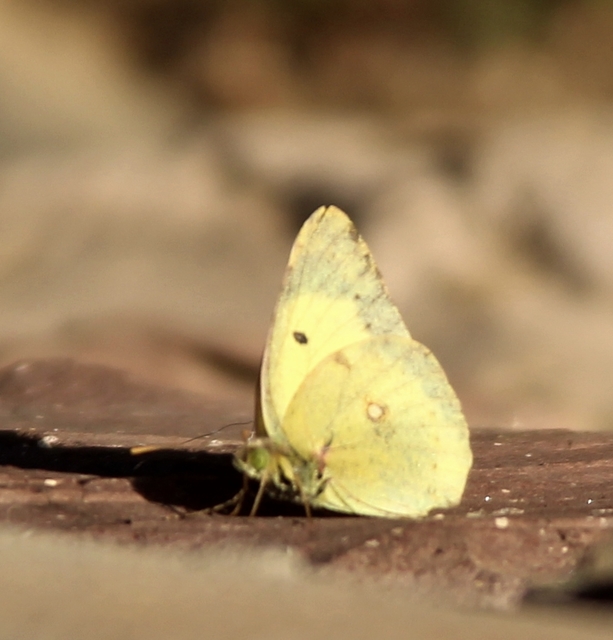 Colias erate - csángó-kéneslepke