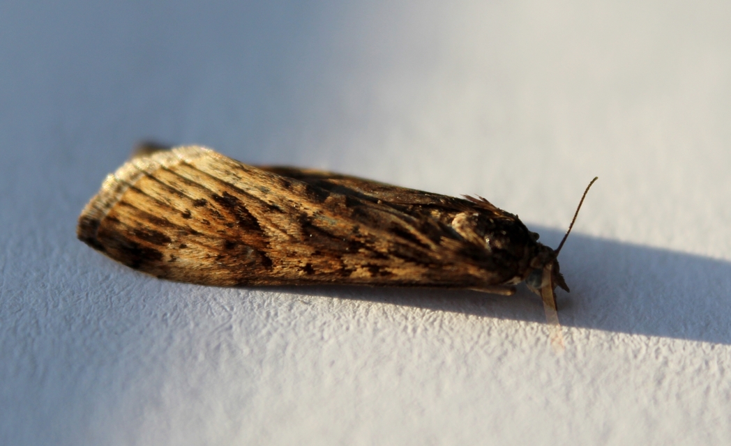 Nomophila noctuella - közönséges vándormoly