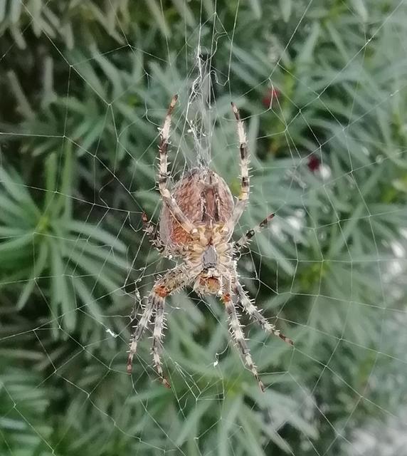 Araneus diadematus - koronás keresztespók
