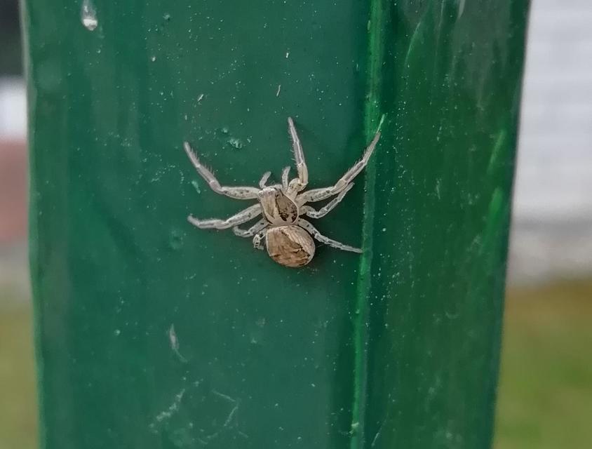 Xysticus