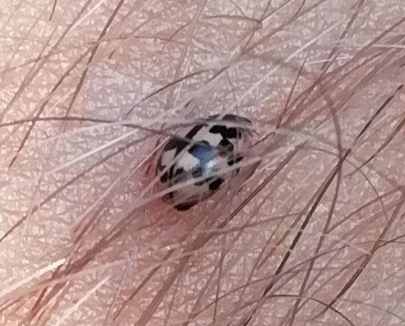 Oenopia conglobata - rózsás katica