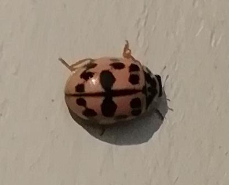 Oenopia conglobata - rózsás katica