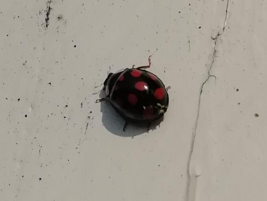 Harmonia axyridis - harlekinkatica