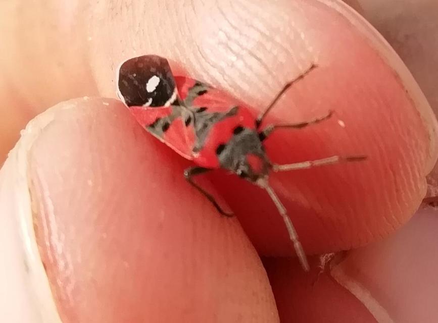 Lygaeus equestris/simulans
