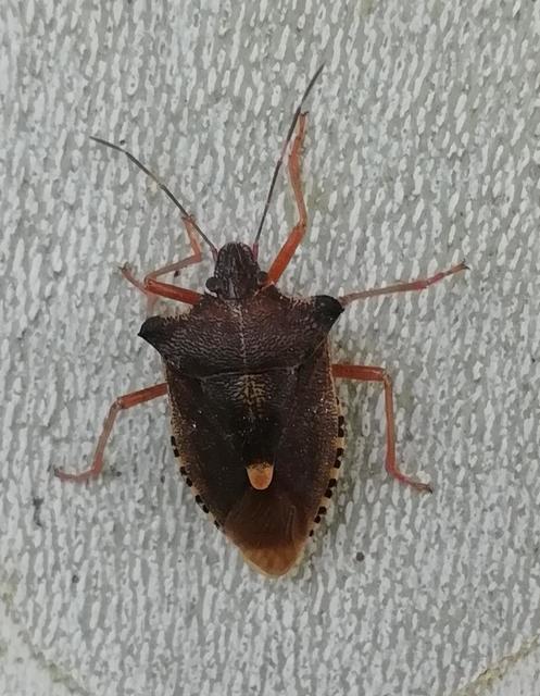 Pentatoma rufipes - vöröslábú címerespoloska Pentatoma rufipes - vöröslábú címerespoloska