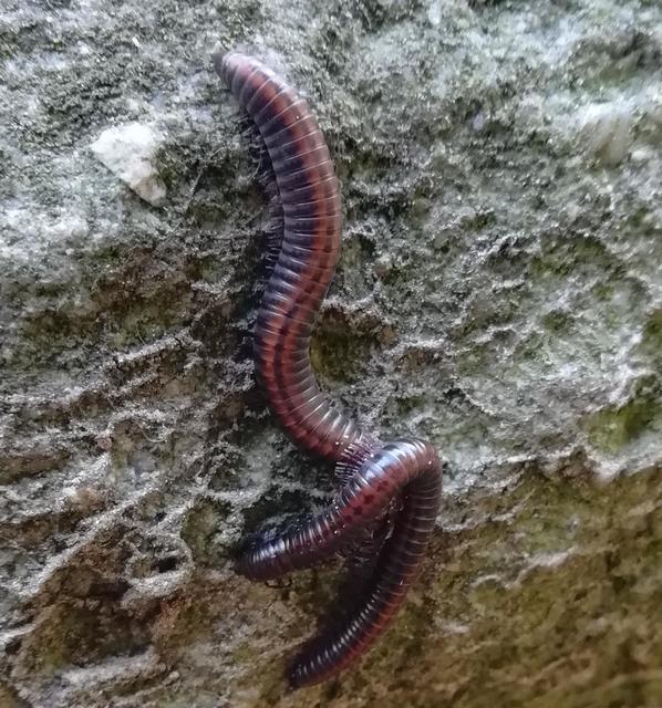 Diplopoda - Ikerszelvényesek
