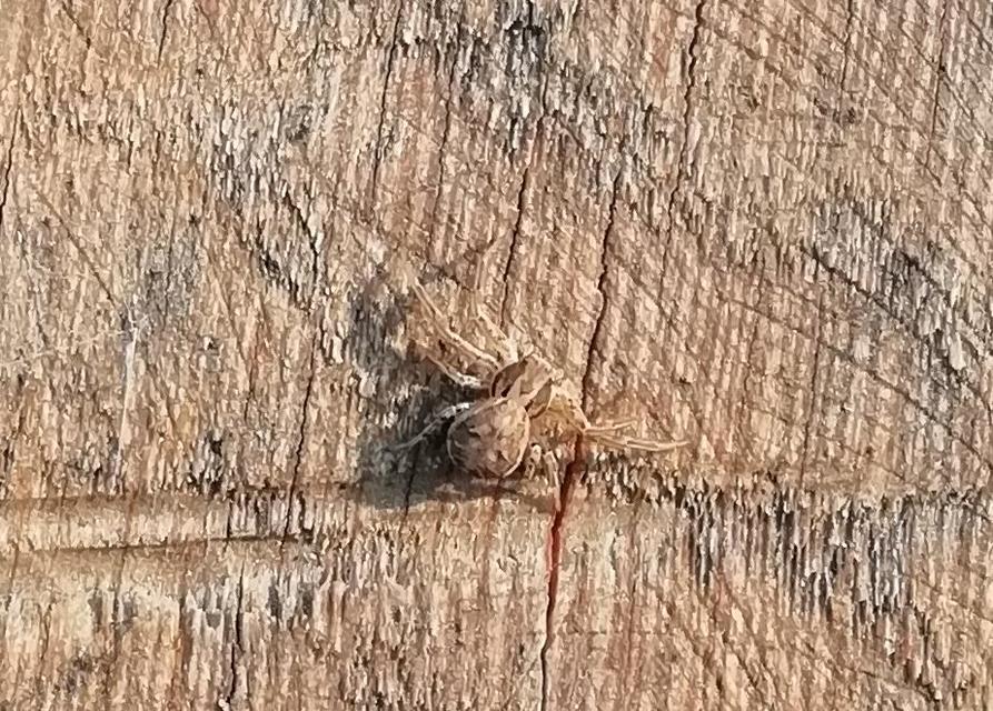 Xysticus