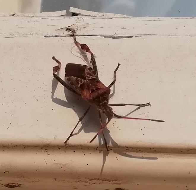 Leptoglossus occidentalis - nyugati levéllábú poloska