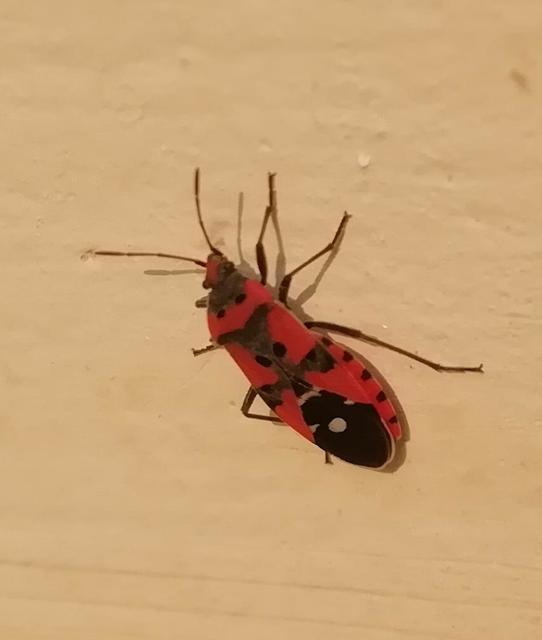 Lygaeus equestris/simulans