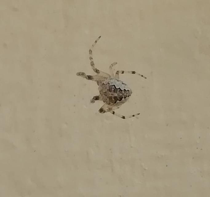 Larinioides