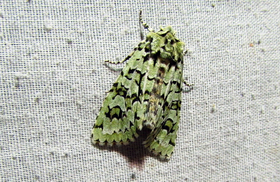 Griposia aprilina - őszi zöldbagoly