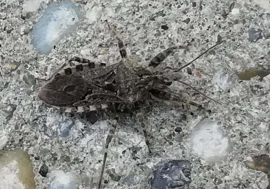 Coranus