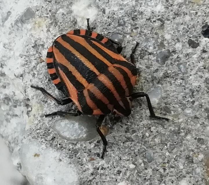 Graphosoma italicum - csíkos pajzsospoloska