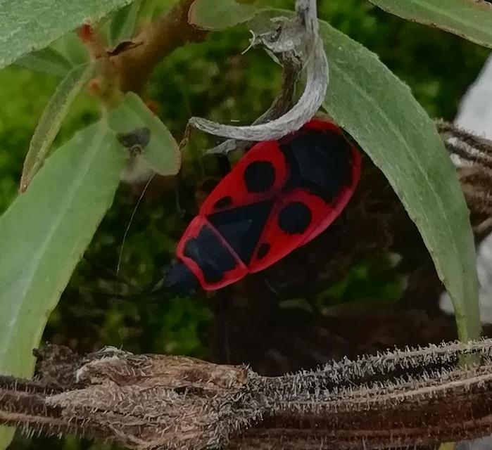 Pyrrhocoris apterus - verőköltő poloska