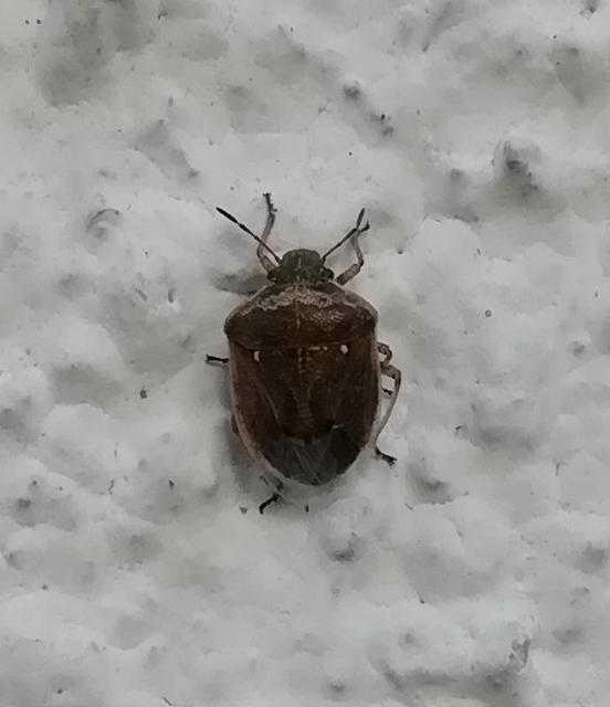 Eysarcoris ventralis - fakó feketefejű-poloska Eysarcoris ventralis - fakó feketefejű-poloska