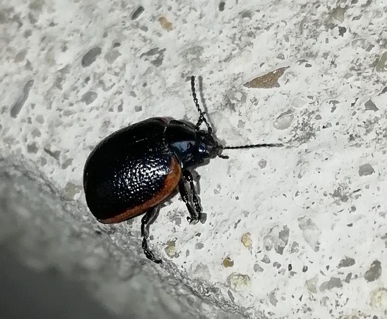 Chrysolina rossia - trapézhátú szegélyeslevelész