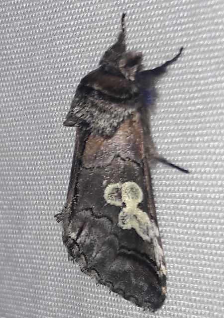 Diloba caeruleocephala - őszi kékesbagoly