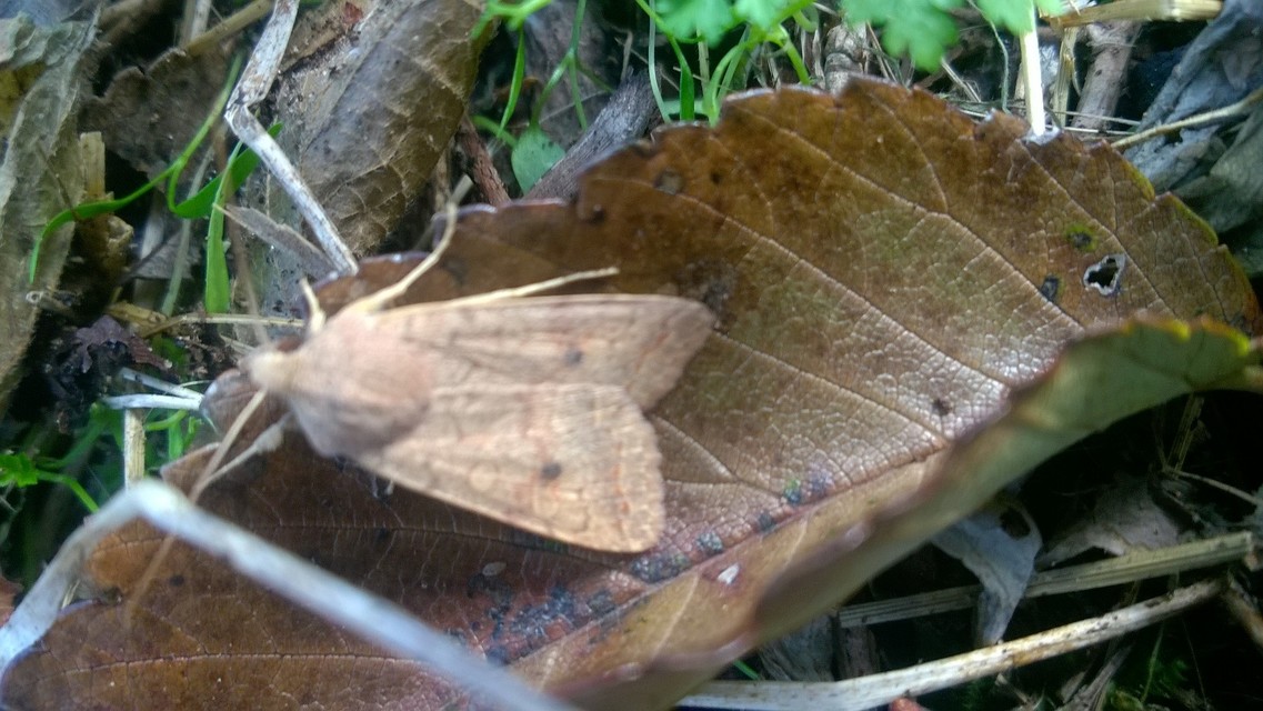 Sunira circellaris - okkersárga őszibagoly