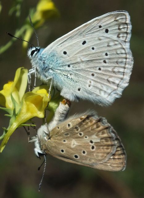 Polyommatus daphnis - csipkés boglárka