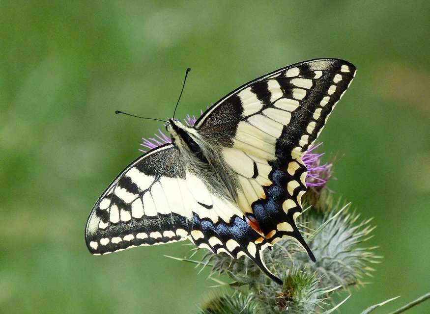 Papilio machaon - fecskefarkú lepke