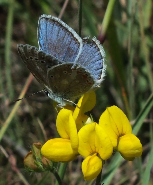 Polyommatus dorylas - fénylő boglárka
