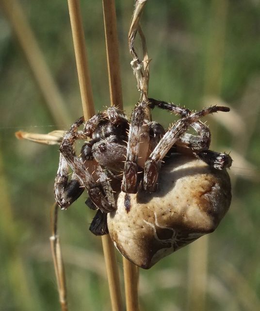 Araneus grossus - óriás keresztespók
